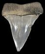 Fossil Mako Shark Tooth - Georgia #42276-1